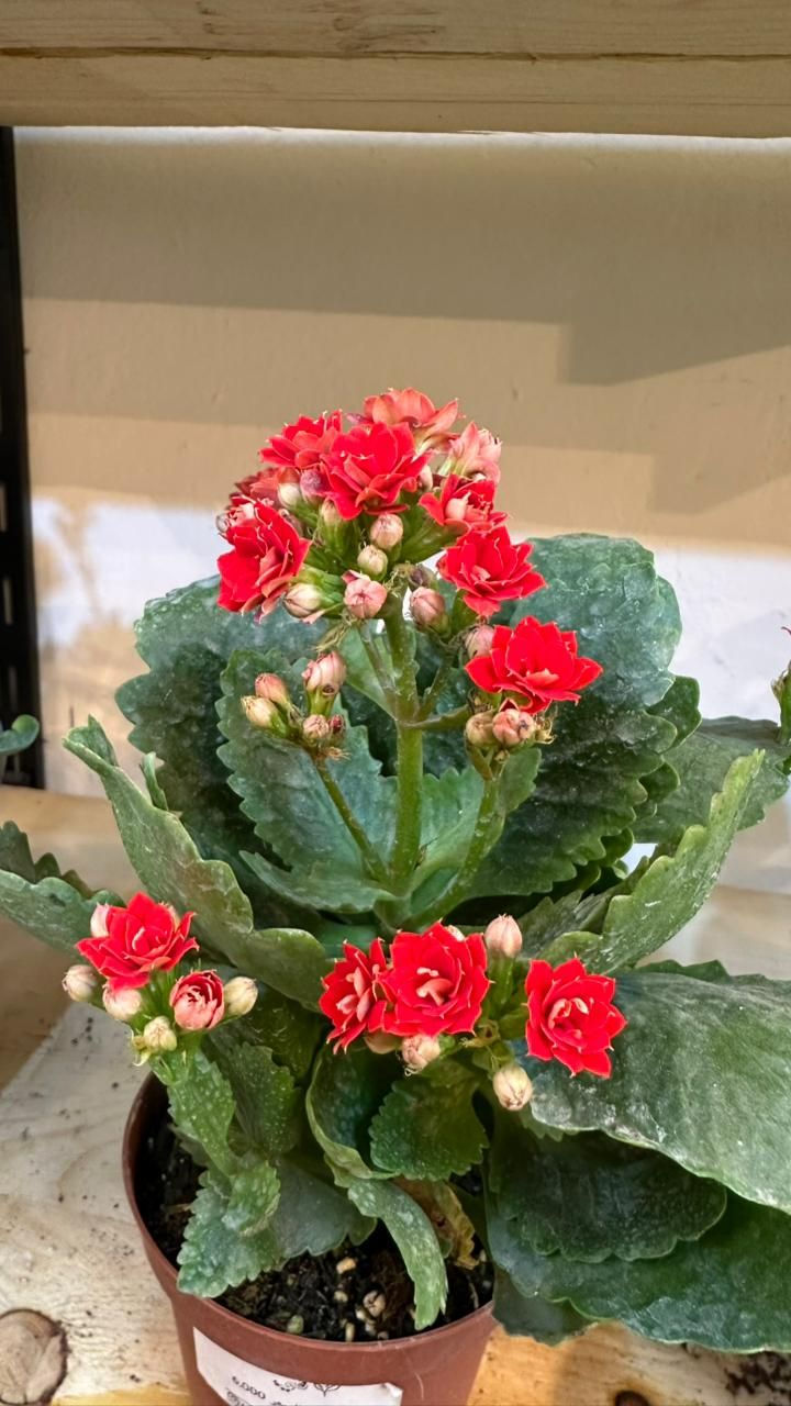 متوفر عدنة شتلات نباتات متوفر توصيل كل العراق


**إذا كنت صاحب هذا الإعلان وتريد حذفه لأي سبب، رجاءا أرسل رسالة إلى الدعم الفني**