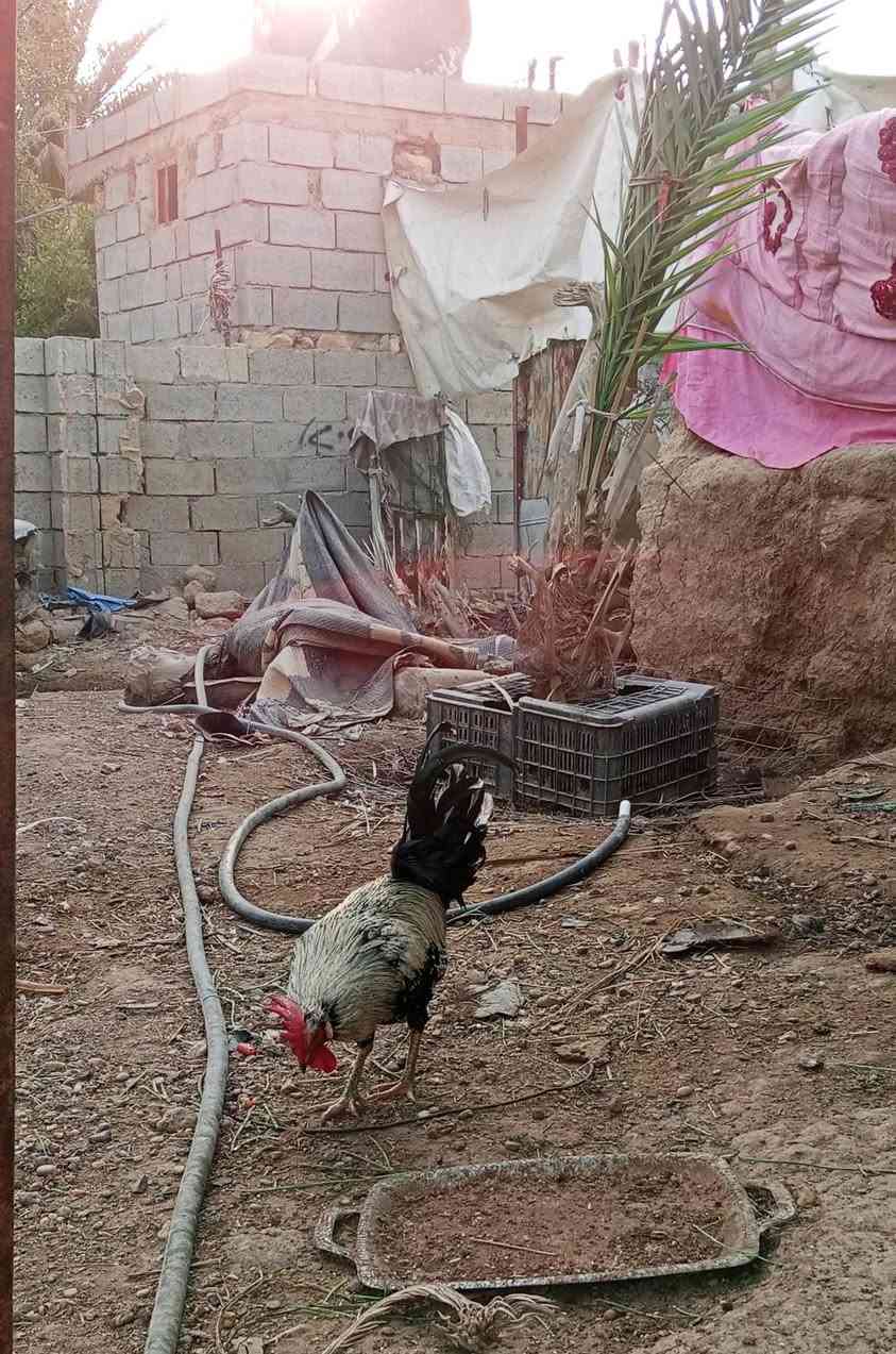 متاح ديج عرب المكان زنكوره التفاصيل الاتصال ع الرقم ***********
