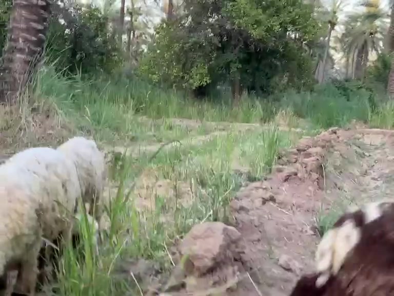 يالله السلام عليكم 
فطايم اربعه للبيع فطايم ثنين بكم وثنين عاديات نشطات نصاحه فول بالفيديو مبين كلشي كدامك واذا تريد تجي تشوف بعينك حلال خير من الله العنوان التاجي منطقة الشيخ حمد قرب جامع ال البيت السعر ٤٧٠الزوج وبي مجال للشراي بسيط

الاتصال على الأرقام
***********بي واتساب 
***********
