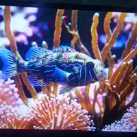 شاشة محمولة • 15.6 انج • موبايل وحاسبات