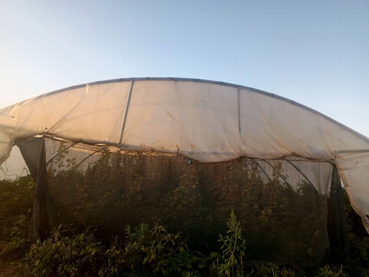 للبيع بيوت زجاجية عدد 2 بيوت مخصصة لزراعة الخيار والخضروات 🌱
✔️ الطول الرسمي 56  
✔️ العرض 9  
✔️ نايلون  أصلي 200 مايكرو  
✔️  
✔️ الحديد درجة النظافة ممتاز جداً  
✔️ النوعية الأصلية الأولى – الأردني الأول  
✔️ كاملات مع جميع مستلزماتها والحديد كامل
عنوان بابل جبله 

للناس اللي تعرف بالشغل الزراعي… هاي فرصة حقيقية للي يريد يبدأ أو يوسع مشروعه بأفضل المواصفات وبحالة ممتازة جداً 👌

الشغل مرتب وجاهز مباشرة، والنوعية تتكلم عن نفسها.

📞 للاستفسار والتفاصيل التواصل خاص أ
@إشارة ***********
