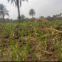 الاستفسار أكثر الاتصال على الرقم 07829801708