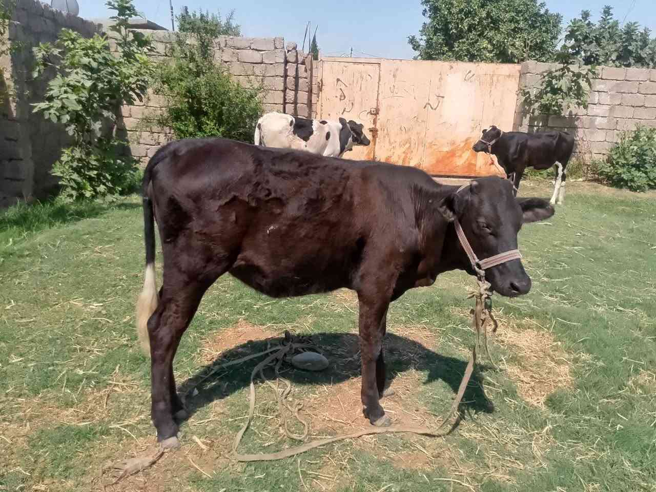 بسم الله ماشاء الله
بچر اصلية  رقم واحد 
 درجى اولى مال جنيه 
السعر /مليون و 250/
شرط اچل وشرب ونصاحة 

المكان  صلاح  الدين الشرقاط الخظرانيه
*********** اتصال + واتساب
‏‪***********‬‏ اتصال
