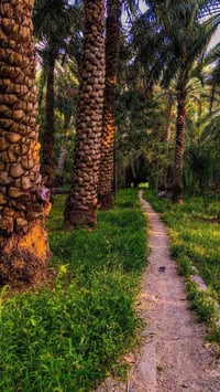 للبيع.. صرح زراعي (دوانم) واستثماري متكامل (ملك صرف نزال)، تقع في بغدا...