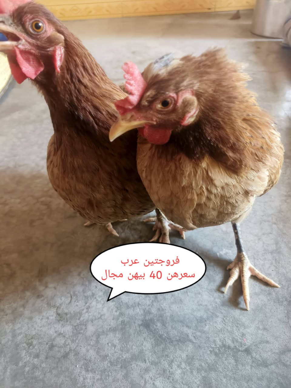 غراض للبيع اسعارهن مكتوبة شراي تعال خاص او اتصل واتساب ***********كركوك بنجة علي
