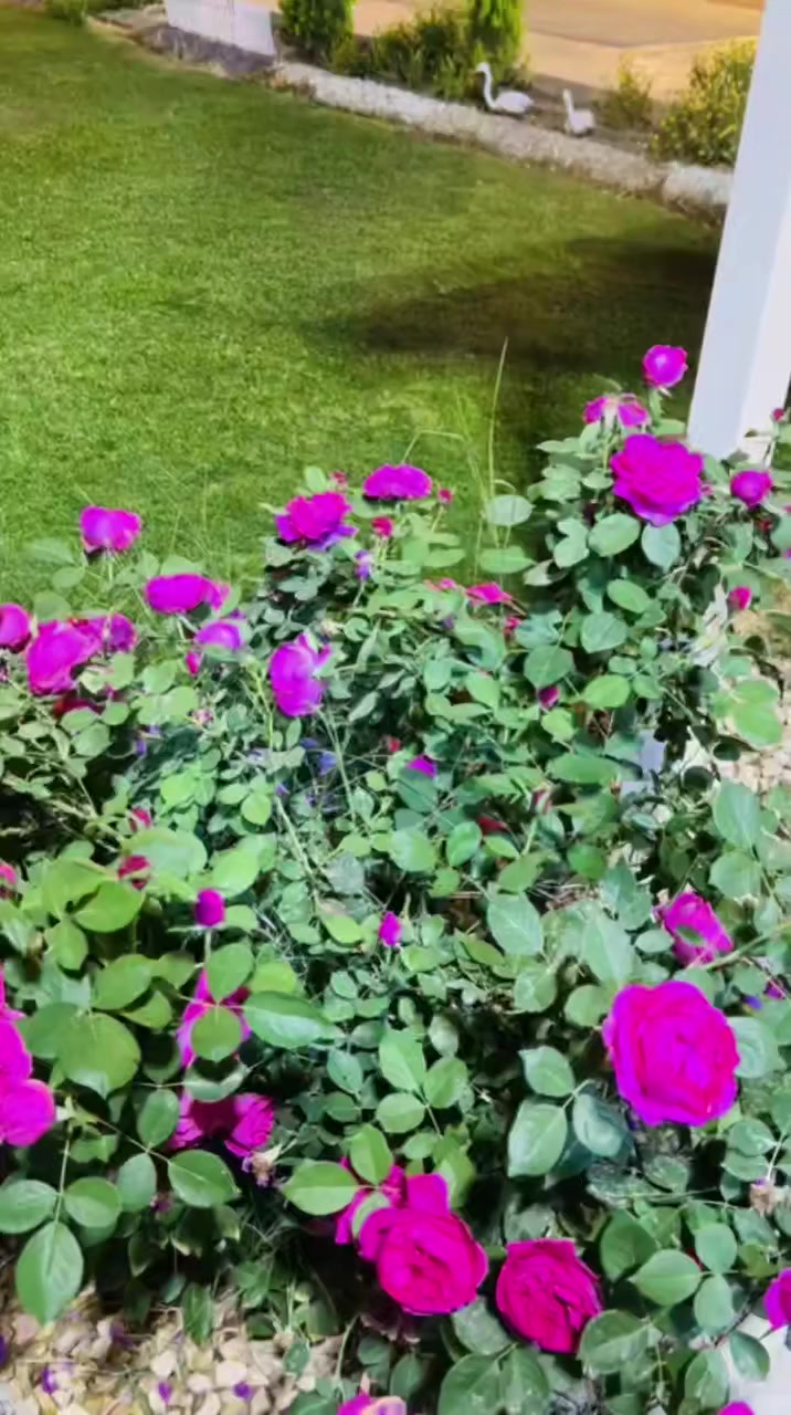 عملنا هاذا اليوم
السلام عليكم لعمل الحدايق العامه والمنزليه اشتغل  وزرع تنضيف حدايق ترتيب قص ثيل مع ستوته نقل مخلفات.  رش مبيد  والرزق على الله كل ماعليك مراسلت الصفحه او الاتصال ***********
