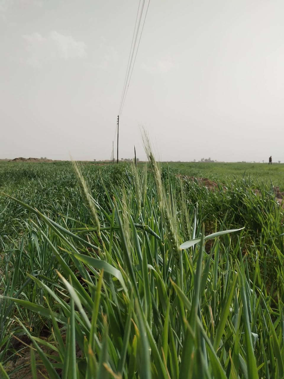 بس الله الرحمن الرحيم 
ارض زراعية للبيع مساحة 28دونم ونص   مصفرة ليزر
 اول موسم 
مزروعة محصول حنطة صنف جيهان
تُباع مع المحصول او بدون المحصول متوفر كهرباء وماء سقي للعلم الارض حاليا مزروعه على غطاسات اثنين 
موقع الارض بعد قرية النخيلة    ينزل عليها شارع ترابي 2كيلو 
الارض تُباع مع المحصول بسعر 70 مجال بسيط
وبدون المحصول بسعر 55 مجال بسيط
الاستفسار التواصل 
***********
الحاج عبدالله  الحميداوي
