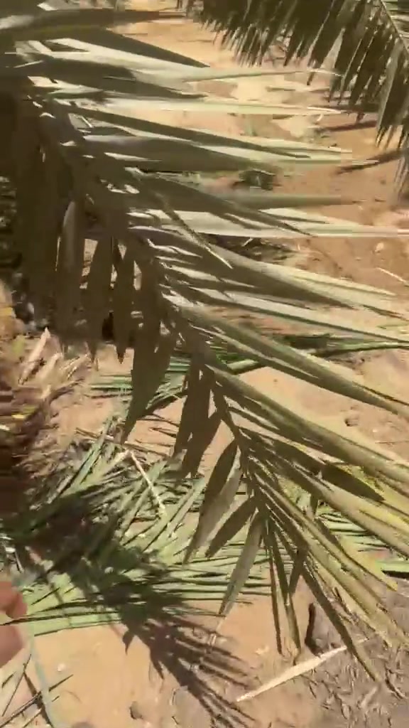 فسائل برحي احجام ممتازه ✅🌴
زي ما انت شايف الفسيله طرحه 🌴✅
 رقم التواصل أو الحجز 
                       ‏‪0 102 946 0670‬‏
 #برحي #استثمار #فرنسي #طرح #اراضي


**إذا كنت صاحب هذا الإعلان وتريد حذفه لأي سبب، رجاءا أرسل رسالة إلى الدعم الفني**