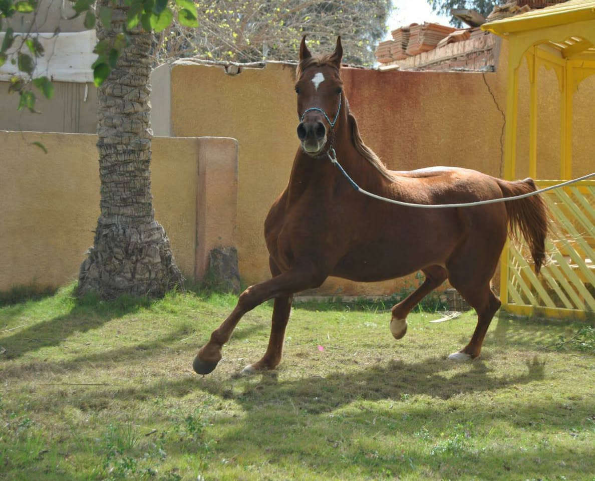 #للبيع_مزرعة_نموذجية_بطريق_القاهرة_الاسكندرية
الموقع جانبى طريق القاهرة الإسكندرية الصحراوي 
#إجمالي المساحة ٣٥.٥٠ فدان
 مزروعه مانجو ويوسفي وزيتون
مساحات الزراعات كالتالي
١٤ فدان مانجو انواع مختلفه
١٠ فدان زيتون انواع مختلفه
٧ فدان يوسفي
#عشر أحصنة سلالات عربى اصيل ومعهم شهادة ميلاد الخاصة بهم
باقى المساحات زراعات أكل للاحصنة
المنشآت 
#اسطبل خيل مساحته ٥٠٠ متر مربع
#اسطبل خيل مساحته ١٠٠٠ متر مربع
#عنبر تربيه مواشي مساحته ٣٥٠ متر
#عنبر تربيه مواشي مساحته ٢٠٠ متر
٣ مخازن مساحه المخزن ٦٠ متر
٣ سكن عمال مساحه المنزل ١٥٠ متر
#مقام عليها فيلا ٣ ادوار علي مساحه ٣٠٠ متر 
بها محطه تحليه مياه
بها اتنين بئر مياه
بها مولد كهرباء 
بها مخزنين للعلف والتبن
بها سكن للعمال
عقد ازرق مسجل من ٣١ سنه
#للاستعلام
01201021501


**إذا كنت صاحب هذا الإعلان وتريد حذفه لأي سبب، رجاءا أرسل رسالة إلى الدعم الفني**