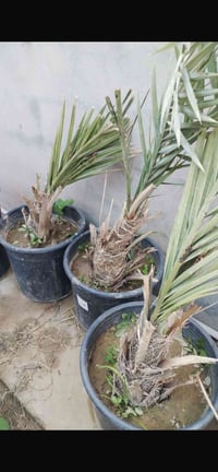 فسائل • مجهول • قضاء العلم