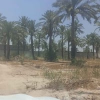 يتوفر دونم طابو ملك صرف العنوان المدائن الجعاره شارع سيد علي الريسي ال...