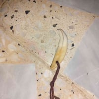سن ذيب • أصلي