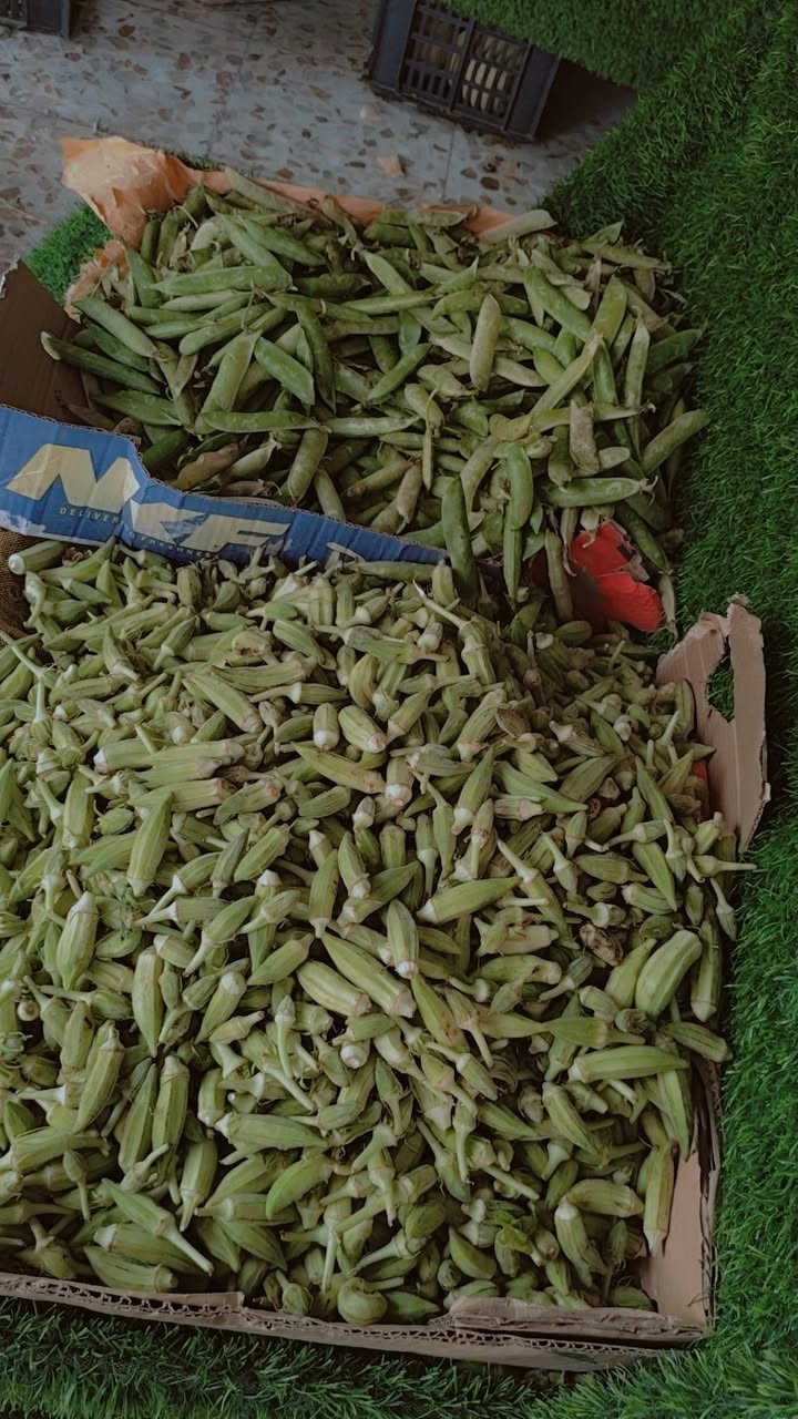 اسعار اليوم
عروض بلاش ومخضر تازه درجه اولى  وينه ليدور مسواك مرتب وتازه 
يوجد توصيل مخضر وبأسعار مناسبه 
للطلب واللاستفسار الاتصال اوتساب***********

تريدون مسواك تازه ونظيف بدون ما تتردد اطلب من علوه الطائي

قائمة الاسعار 🎬🎬🎬🎬   
 
ركــــي حــــكــه //2500////بطيخ 🍈عسلي  حكه3000/////

موز عرض درجه اولى  1750

طماطه عراقيه درجه اولئ …… .. 500

بطاطا عراقيه…… .🥔🥔 750
قرنابيط………… 1000
خيارشمالي درجه اولئ عرض....... . 750 
خيار عطروزي........ . 1000
شجر عراقي.......... . 750
لهانه……… .750
اسود شمالي درجه اولئ………  750
فلفل حار 
بصل اكرستال 🧅🧅…… 1000
بصل حلو 🧅🧅…… .750.

فلفل بارد صيفي درجه اولئ…… ..1000

بزليه   ………… .1500

جزر ……… ..1000

ليمون 🍋……… .3000

فاصوليه…… .2000

باميه.    ب…… ..2500

لوبيا.  ب…… ..2000

تمر علبه……… 2000

تمر جيس……   1000

ثوم ايراني… .. 3500

ثوم.صيني … .1000
الو احمر.… .2000
الو اصفر … 2000
مشمش مستورد… ..2500
الو عراقي……  1500
الو……  2000
عنب عراقي………  1500
خوخ كعكي……..  2500
خوخ مسكي……  2000
خوخ صوفي……… 2000
لالنكي……  1750
برتقال مصري عسلي …… ..1250

تفاح احمر 🍎……  1500

عرموط…… ..1500

تفاح عراقي ابيض……  1000

خل ابيض +اسود..  1000

خس….. 1000… 

سلك. الباكه ب… ..1000

سبيناغ  الباكه…… ..1250

بصل اخضر الباكه … ..1250

شبنت 500 /////فجل 500 ////بربينيه 500

خضره 10 ب الف 

الموقع ↘️↙️↙️↙️↙️

شقق زيونه مقابيل عمار 53

مقابل نبيل للهدايا 

كلشي مناسب ورخيص مسواك تازه ومناسب 🥒🫑🍅🥔🍆🍊🍓🍏
