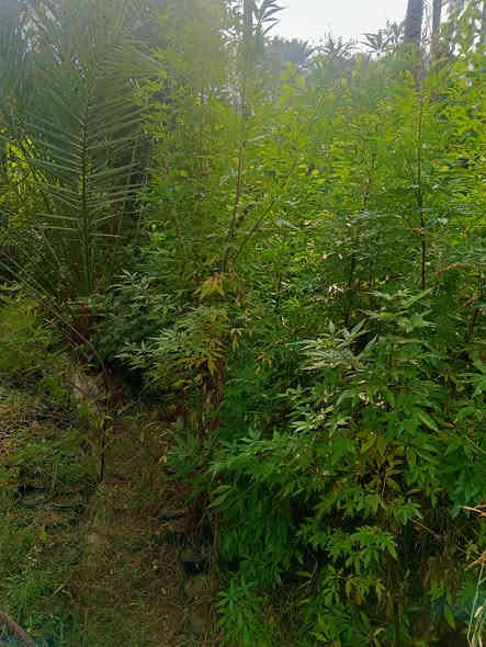 كف مريم نبات خارجية عطري متوفر ارتفاع متر ونص إلى مترين السعر 8000 العنوان كربلاء قضاء الحسينيه منطقة الابراهيميه #الجميع .......***********
