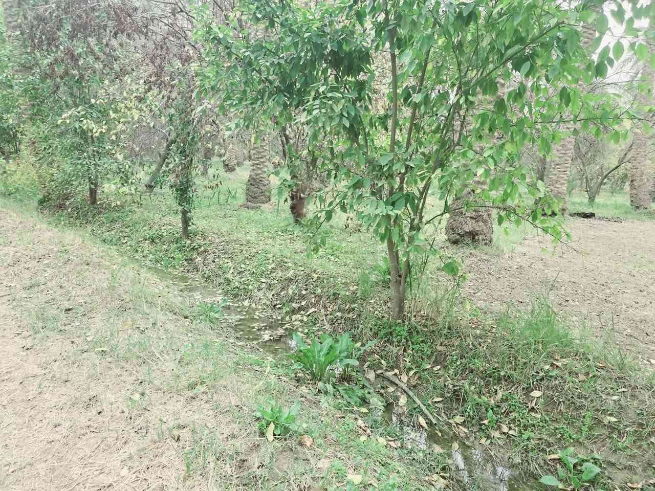 اللهم صل على محمد وأل محمد ليوم

 جبنالكم عرض مميز  وبسعر مناسب جدا واحلئ

 مايكون بهذا العرض هوه المنطقة والجيران الطيبة والهدوء 

 للبيع    دونم  المساحة بالأمتار 2500 متر محدد ومسيج بالكامل 

   تتوفر كافة الخدمات 

  كهرباء ضغط عالي مي اساله 

   مي سقي سيح البستان مخدومة

 بالكامل العنوان كربلاء شارع الحسينية سايد المواكب

 قرب جسر 🌉 الإبراهيمية الها مدخلين مدخل الأول من

 شارع الحسينية ومدخل الثاني من شارع الابراهيمية تبعد

 عن شارع الحسينية 1000  متر وعن جسر الإبراهيمية كيلو ونص 

 وعن مركز المدينة 15 كيلو منطقة سكنية عرض الشارع

 النازل عل بستان 6 متر واكو مكانات 7 و 8 م علمأ نوع السند

 طابو زراعي سند 25 تحويل سهم مباشر بأسم المشتري

 أصل السند  6   دونم فقط انزل اسمك سهم بالسند بمساحة

دونم  

#السعر   210   مليون  مع المجال

 للجاد بالشراء 

للإستفسار أكثر #اتصلوا بالأرقام التالية 

(  ‏‪***********‬‏  )(  ***********  ) 

ابو فاطمة عنوان المكتب شارع الحسينية قرب جسر 🌉 الإبراهيمية مقابل شارع عون مكتب النافعي للعقارات كربلاء   النافعي للعقار       #اشاره #الاصدقاء #متابعين #اكسبلور #الجميع #متابعين #اكسبلور #الجميع #متابعين #اكسبلور @إشارة
