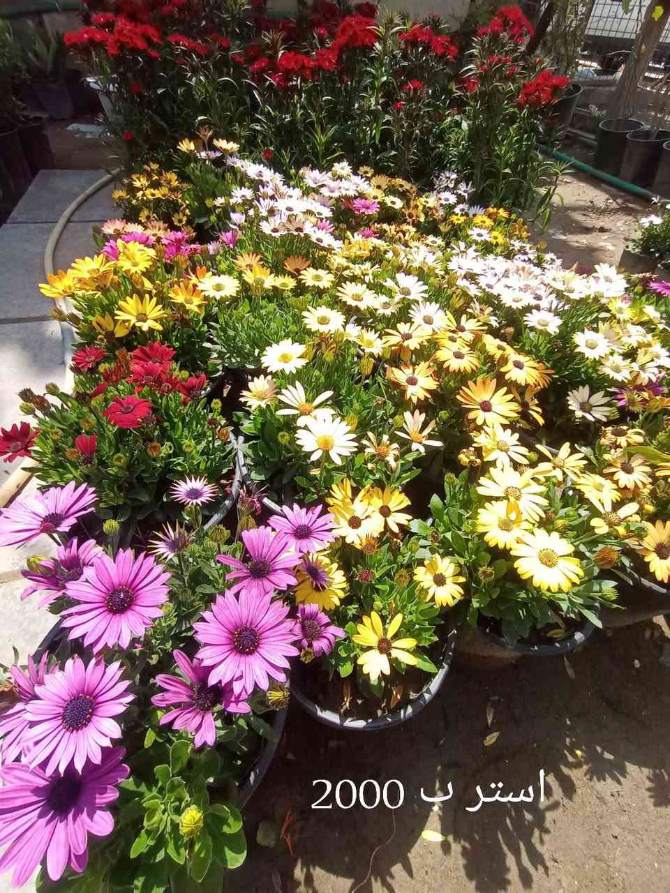 أجمل النباتات الخارجية تجدونها في مشتل زهور الطائي في الامين الثانية النواب الضباط تقاطع الزهور مجاور عادل الخطاط


**إذا كنت صاحب هذا الإعلان وتريد حذفه لأي سبب، رجاءا أرسل رسالة إلى الدعم الفني**