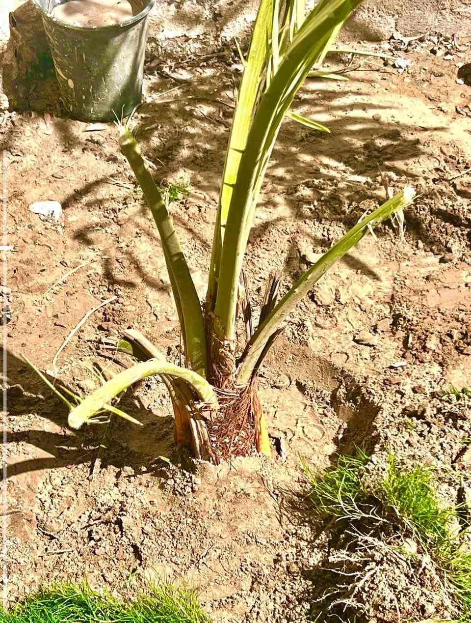 فسائل نخل شويثي للبيع الفسيله الوحده ب7هيه وشلاعها ويوجد توصيل وشتال
العنوان الشطره للحجز هذه الرقم
‭    ٠٧٨٠ ٥٨٩ ٥٧٣٩‬  بي واتساب او تراسلنه خاص
