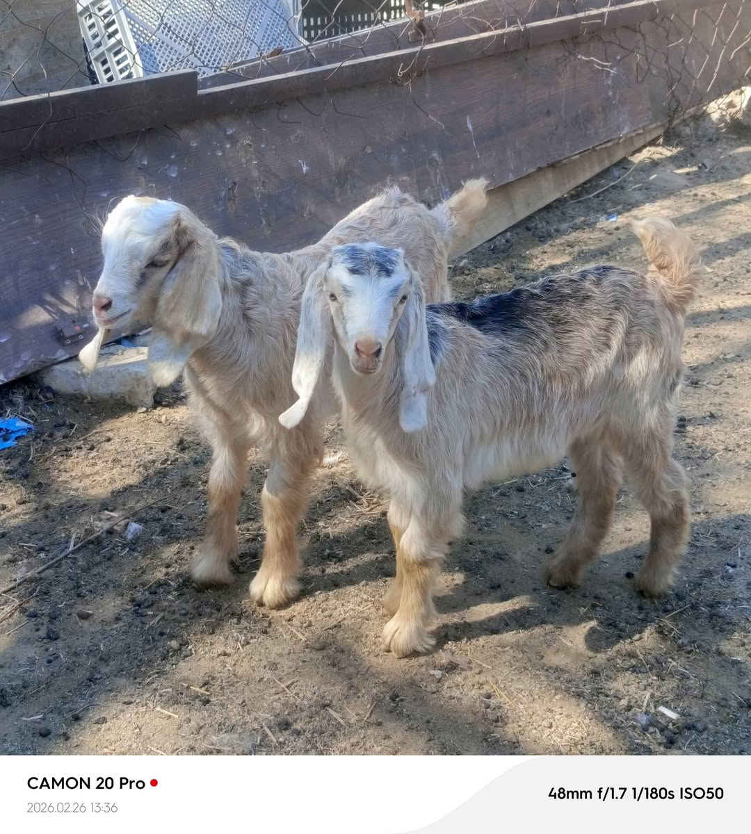 صخله ام ثاني بطن جزاها توم نثيه وفحل سن وشطر مكاني بغداد التاجي  ماعندي توصيل رقم
***********
***********واتساب 
***********
