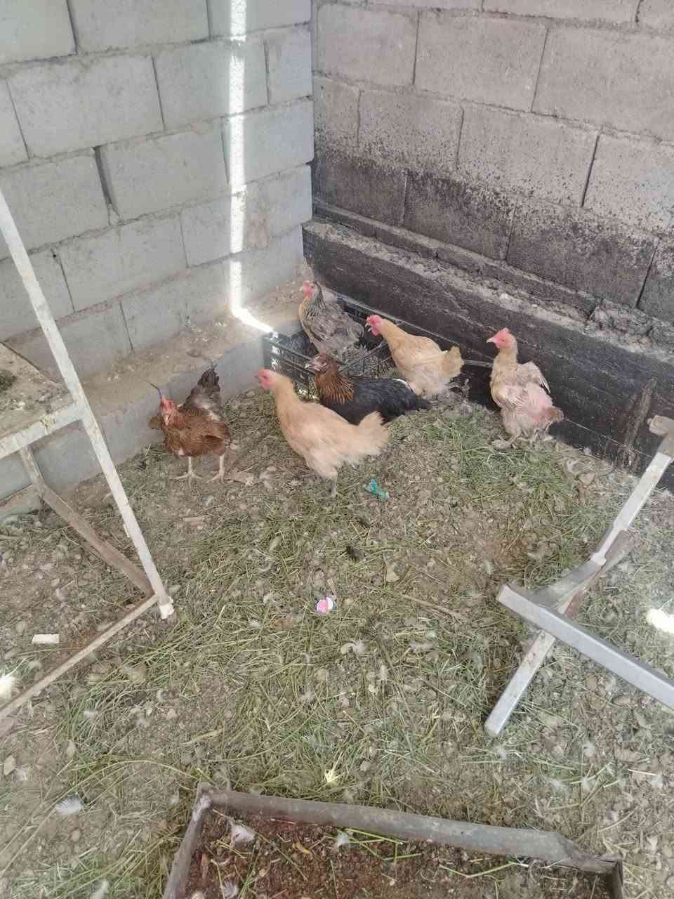 متاح 6 دجاجات عرب بس اشوي امهلسه نصاحه خير من الله السعر شلع 80 الف وبيه مجال للطيبين مكاني هيت


**إذا كنت صاحب هذا الإعلان وتريد حذفه لأي سبب، رجاءا أرسل رسالة إلى الدعم الفني**