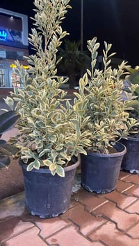 تصفية محل • نباتات راقية • واسطي مجاورة