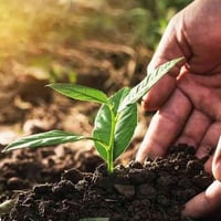 مزرعة ٧٠٠م • خلف الصدر الثالث • ٢٥ نخيل مثمر