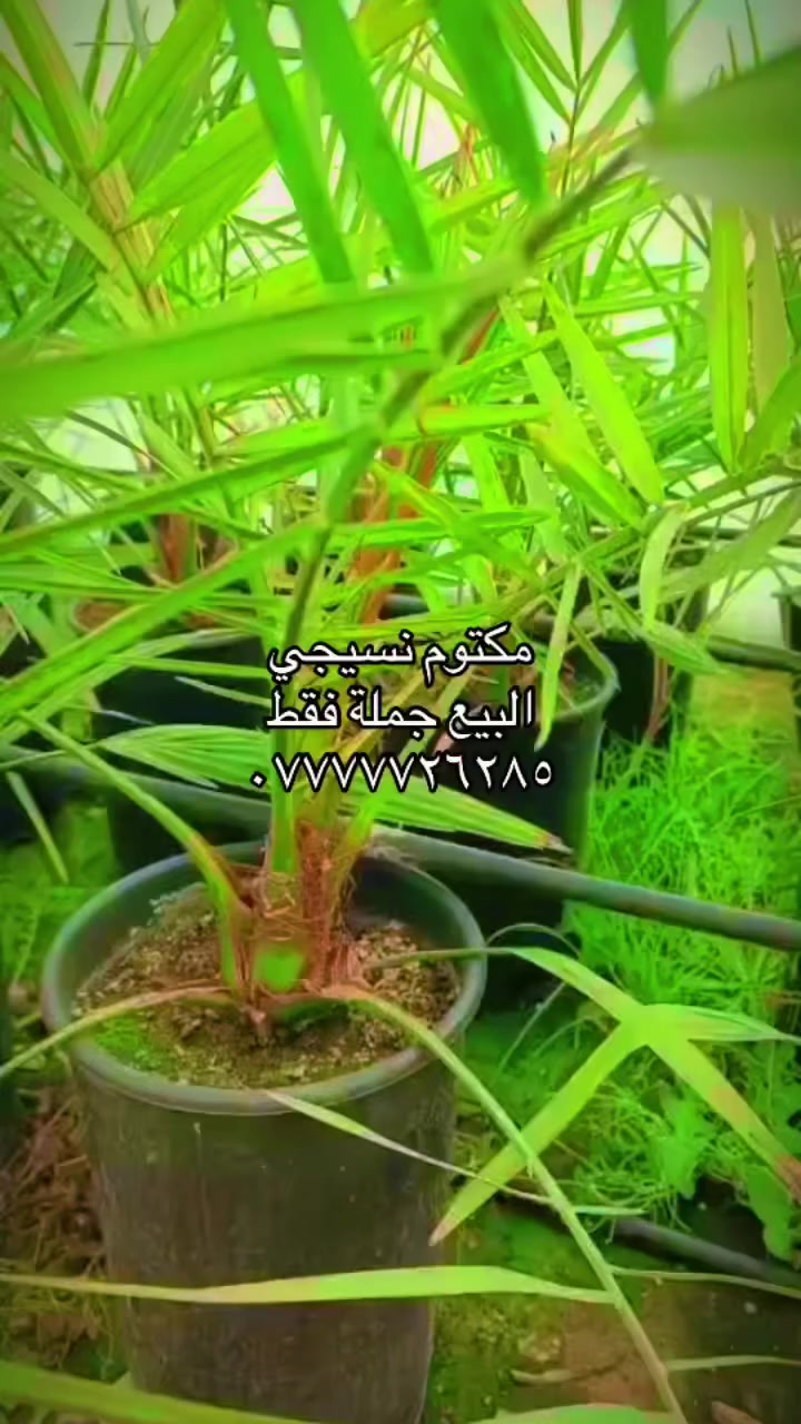 صنف المكتوم الممتاز 
من أفخر أنواع التمور التي تجمع بين الطعم الغني والقوام الطري الفاخر. يتميز بلونه الداكن الجذاب وحلاوته المتوازنة التي ترضي جميع الأذواق، مع نكهة فاخرة ولمسة كراميلية خفيفة.

خيار مثالي للضيافة الراقية ولعشّاق الجودة العالية… مذاق يعبّر عن الفخامة في كل حبة
الصنف متوفر للمشاريع 
***********
