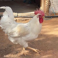 ديك فيومي • دجاج احمر • سديره الفهد