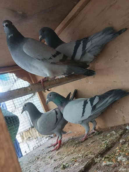 سلام عليكم متاح العدد ٤بيهن بيهن بس فحل واحد المكان بغداد حي اور السعر 30الف قفل ***********
