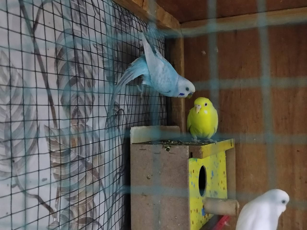للبيع
طير حب بصحه جيده جدا 
3 زواج  وتك   همه القفص 
سعر 45 وبيهم مجال 
بيهم هولندي ابو لعين لحمره. والعادي 

*********** واتساب
*********** اتصال
