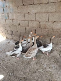 بطوط للبيع • بط • حيوانات منزلية • طيور للبيع • بط صغير • كوت حي الجوا...