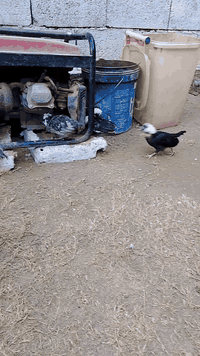 سلام عليكم متاح وصاويص بالوني العمر شهر و10ايام الزوج ب8
