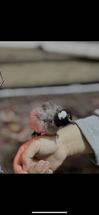 بلبل اليف للبيع فحل مكاني حي التراث الرقم07770144420 للاستفسار والتواص...