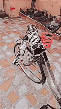 السلام عليكم بايسكل عبد الحليم حجم 27 اسعر 70وبي مجال الاستفسار ***********
