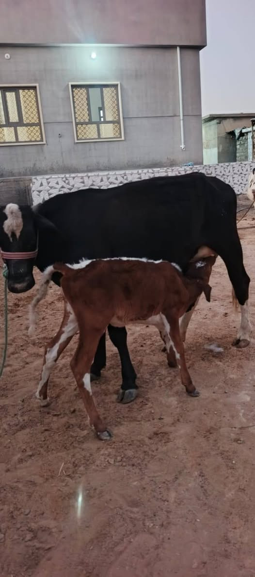 السلام عليكم مكلف بل نشر
اليوم أسعار بلااش 
بجر أول بطن والده وراهه حوليه تلقيح تحلب بليوم بطلين شويه فوك البطلين السعر مناسب الشراي اتصل وتدلل العنوان صلاح الدين الشرقاط قريه شكراً 
***********
