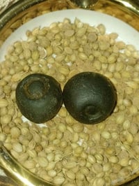 هبهاب افريقي • سبحة كهرب • توصيل محافظات