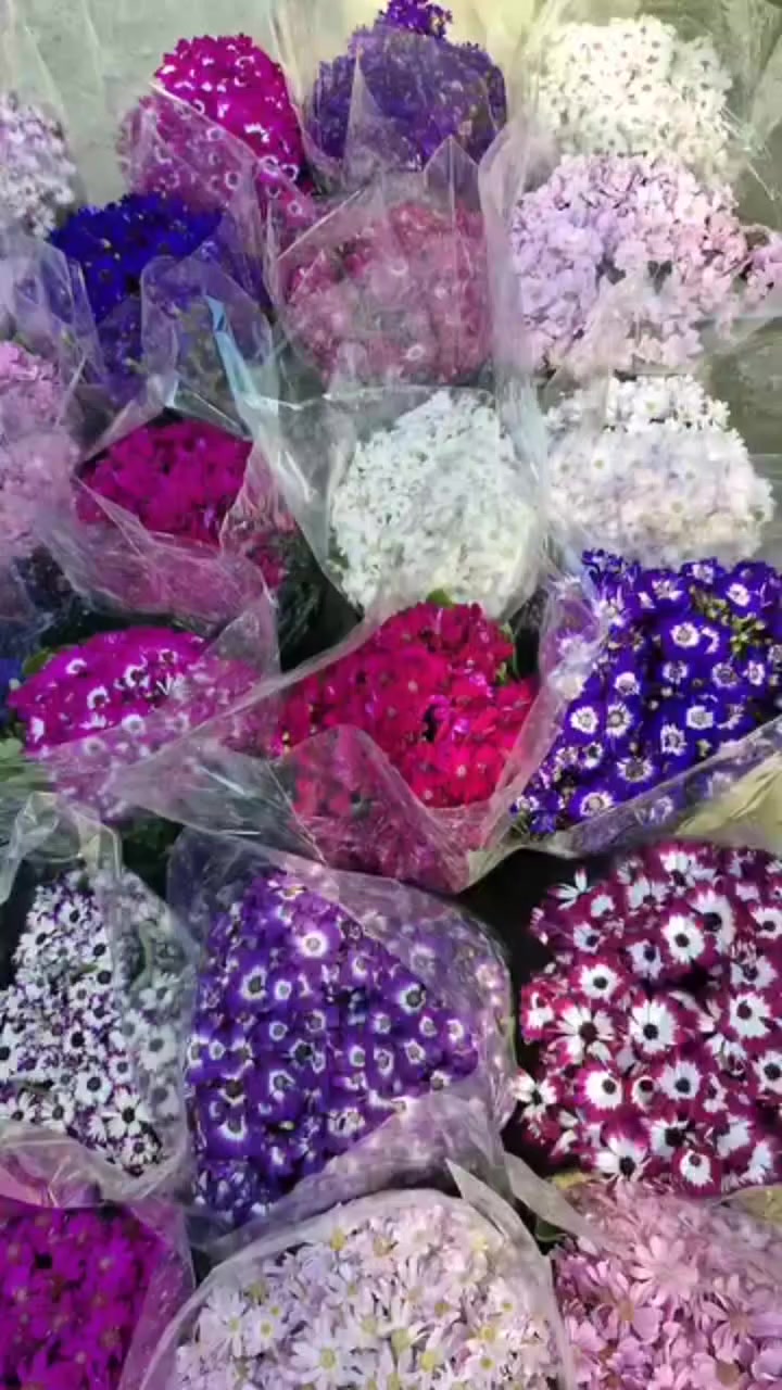 نباتات خارجي وضلي منهم الهولندي ومنهم الاسباني والفيتنامي ولفلندي ولتايلندي ويتوفر جميع اشجار الحمضيات والشجيرات القزمي واشجار الزينه كل نبته وشجره وشجيره لها سعر حسب النوع وحجم النبات وكثافة النبات يوجد توصيل خمس تالاف لجميع مناطق بغداد والمحافضات وايضا متوفر كافة لوازم الزراعه من اسمده وتربه ومبيد حشري


**إذا كنت صاحب هذا الإعلان وتريد حذفه لأي سبب، رجاءا أرسل رسالة إلى الدعم الفني**