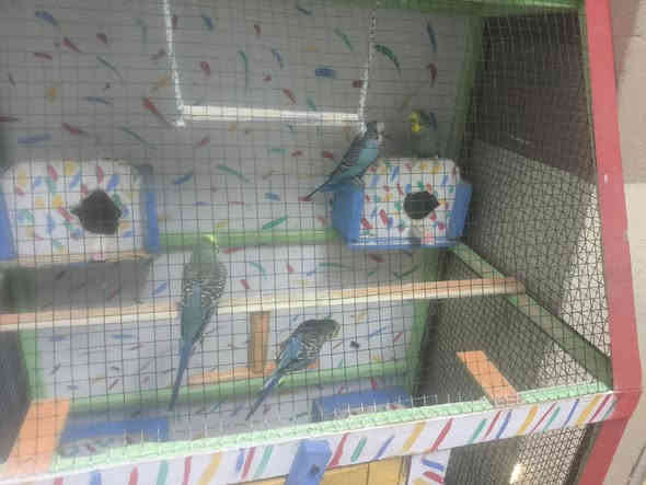 4تكات طيور حب مع القفص وملحقاته ب 40الف بيه مجال بسيط اتصل  ***********
