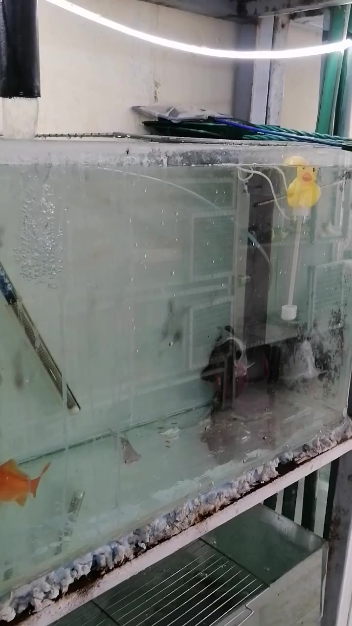 السلام عليكم اخوان محل اسماك الزينه 17 تموز بالبدايه 
موجود توصيل على الواتساب ***********
