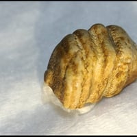 اقدم اليكم احبتي تحفه خاصه عطف بري ملوي ذمه ذو روحانيه قويه عمله محبه ...