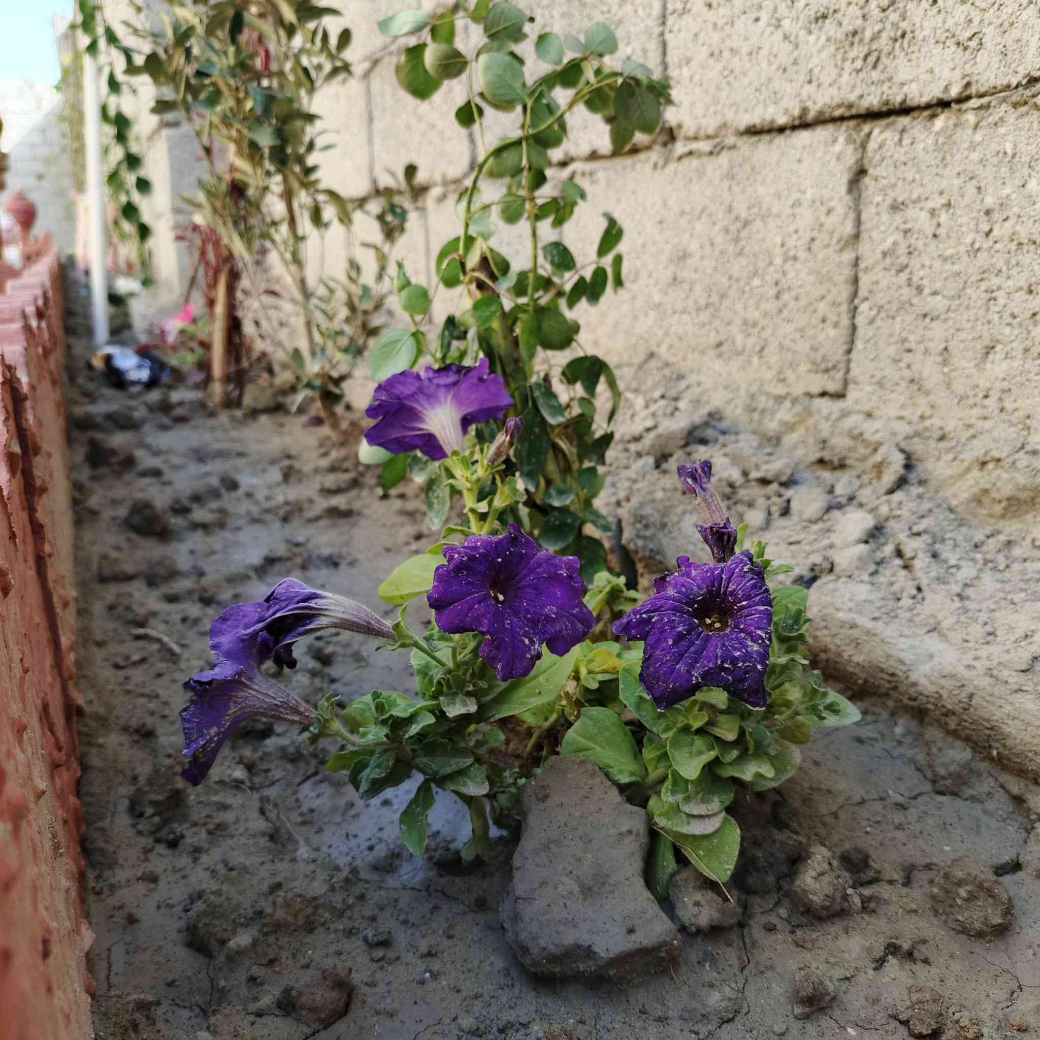 هذا عملنا في منطقة السفينة في ذي قار
الترتيب الحدائق داخل البيت أو خارج البيت 
زرع شتلات بأنواعها 
زرع ثيل بأنواعه 
بناء ديكورات حسب النوع
ونصب نافورات +تمثال
للاستفسار لاتصال برقم ***********
