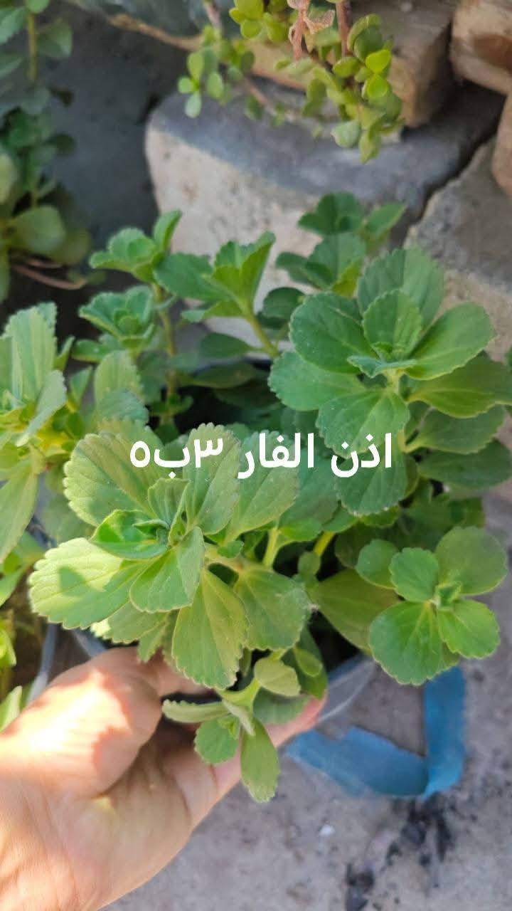 يوجد توصيل داخل بغداد بعض المناطق 🌿🚘🍀🌿🌿🌿🚘


**إذا كنت صاحب هذا الإعلان وتريد حذفه لأي سبب، رجاءا أرسل رسالة إلى الدعم الفني**