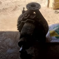 خنزيرة ظاغطة • كيلو ونص • يحتاج بولبرنات