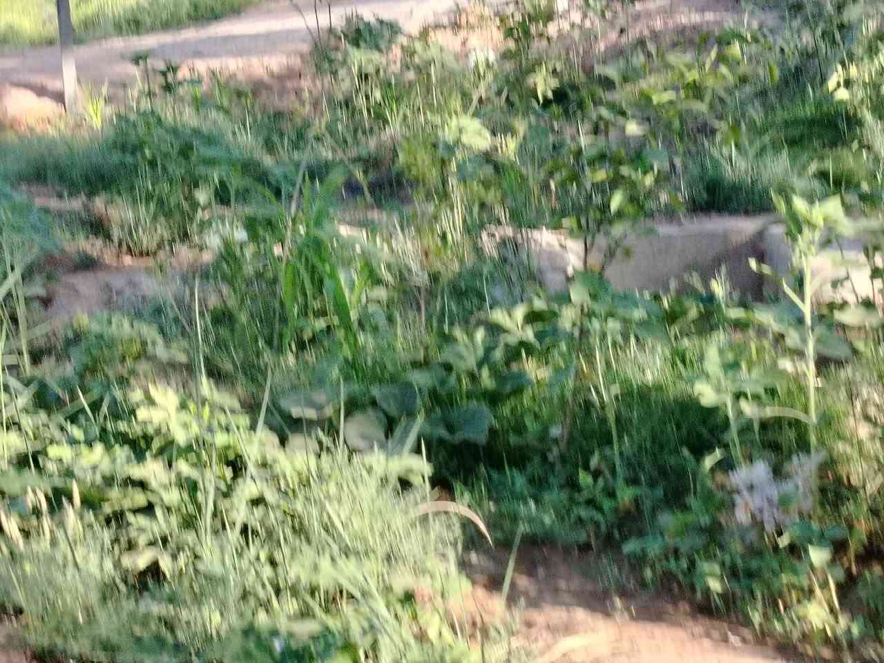 مزرعه للبيع المساحه ١٠٠٠م مع هيكل كربلاء الهنديه قرب الشارع الحولي مقابل حي العسكري الاستفسار *********** *********** بسمي سند ٢٥
