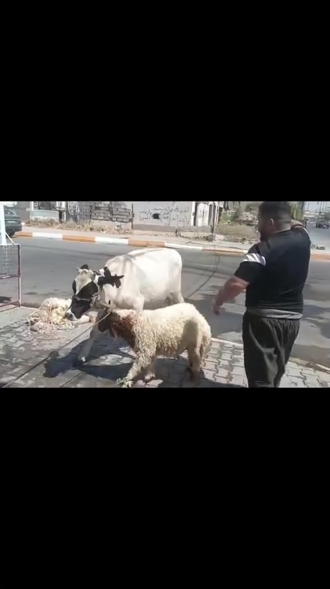 السلام عليكم.
محل قصابة علي ابو حسين .
لحم غنم وعجل عراقي. العنوان بعقوبة التحرير شارع المعهد الفني مقابل المعهد الفني . (***********).
اهلا وسهلا.
