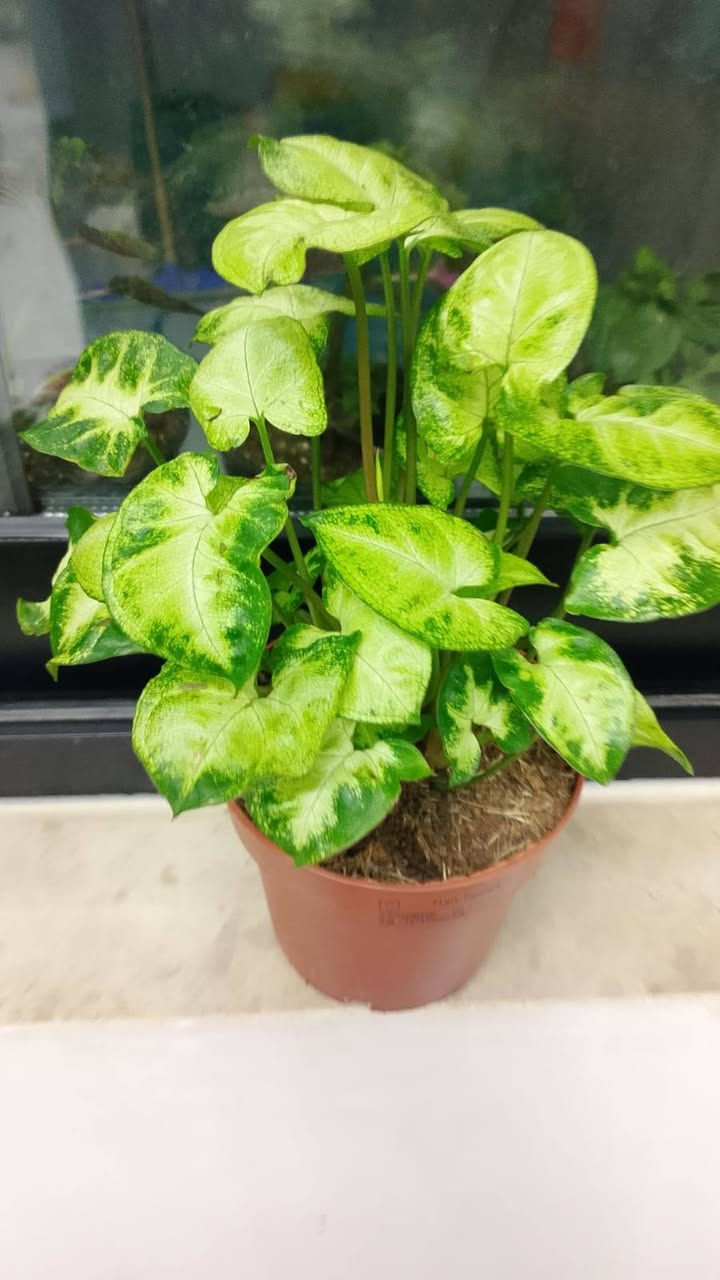 أنواع النباتات الضليه والخارجية
بأنسب الاسعار يوجد لدينا توصيل جميع مناطق كركوك والمحافظات


**إذا كنت صاحب هذا الإعلان وتريد حذفه لأي سبب، رجاءا أرسل رسالة إلى الدعم الفني**