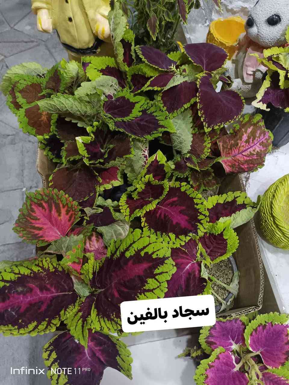 الانبار الرمادي العزيزية مكان الجديد...من جهة شارع العام  شارع ميسلون  اول فرع على اليمين *********** ... يوجد توصيل داخل الرمادي...
