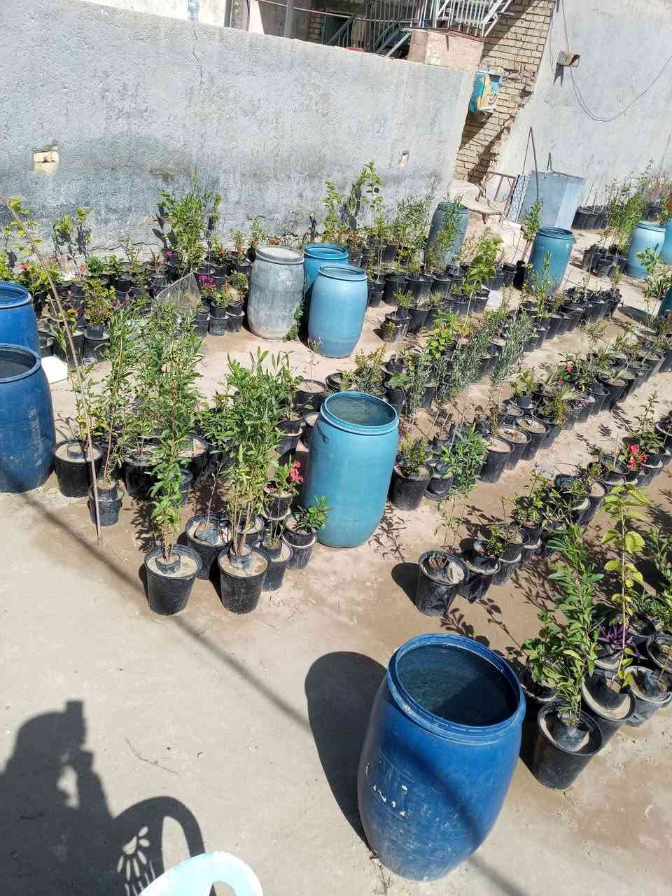 السلام عليكم ورحمه الله وبركاته. يوجد لدينا في سبع البور مشتل الحوراء نباتات الزينه الداخليه والشمسيه وبأسعار مناسبة جدا ولاسمده  الكيمياويه والبيتموس   كما يوجد لدينا طن شيش ابو النص طول ثمانية أمتار وسته متر  بنص السعر في السوق  كما يوجد لدينا دراجه كهربائيه نضيفه وشغاله والباتريات جيده بربع سعرها في السوق الصدريه  ومن الله التوفيق للجميع هاتف*********** والثاني*********** وشكر وتقدير للجميع اخوكم السيد علي الحسيني
