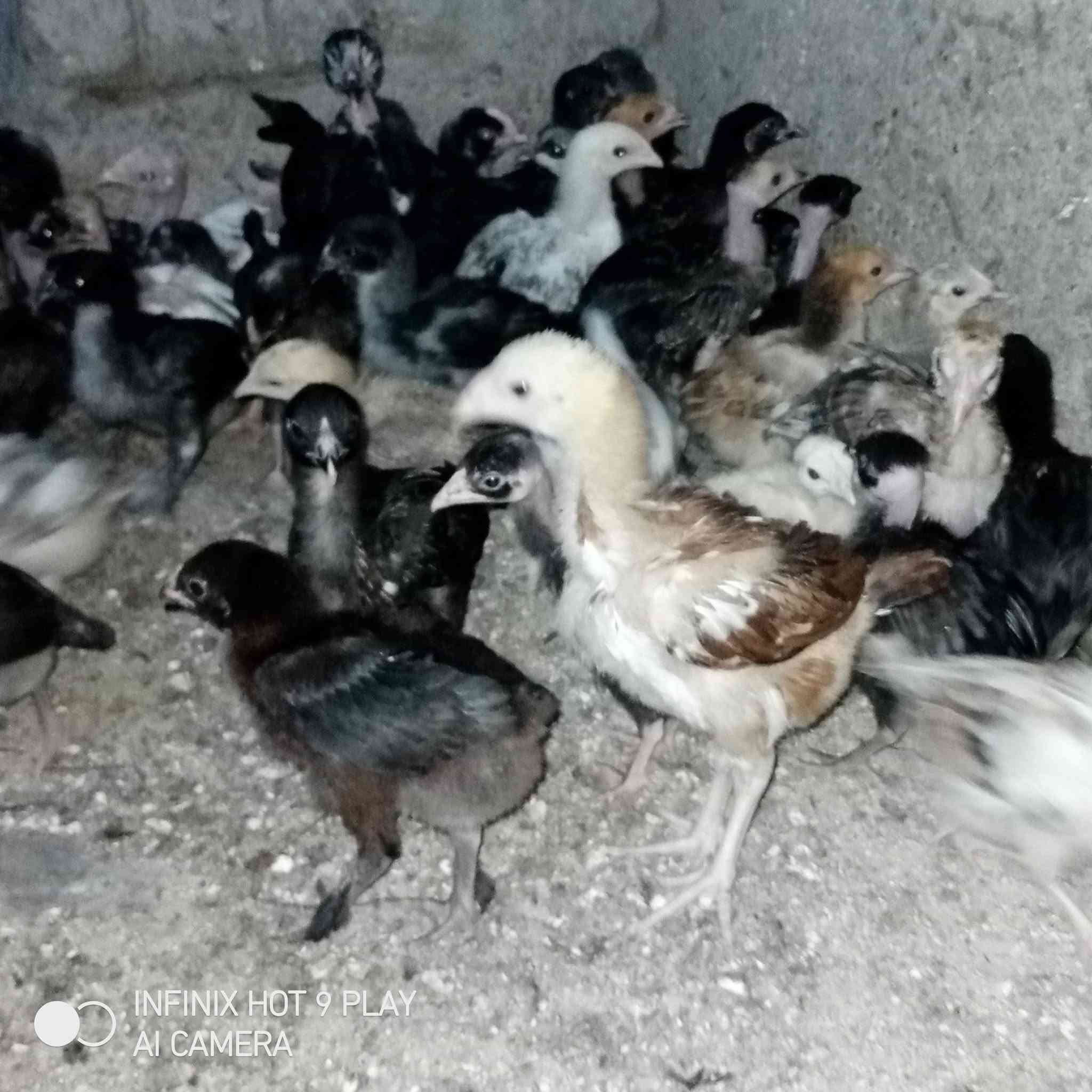 متاح افراخ عرب  لاتصال *********** مكان شيخ حمد
