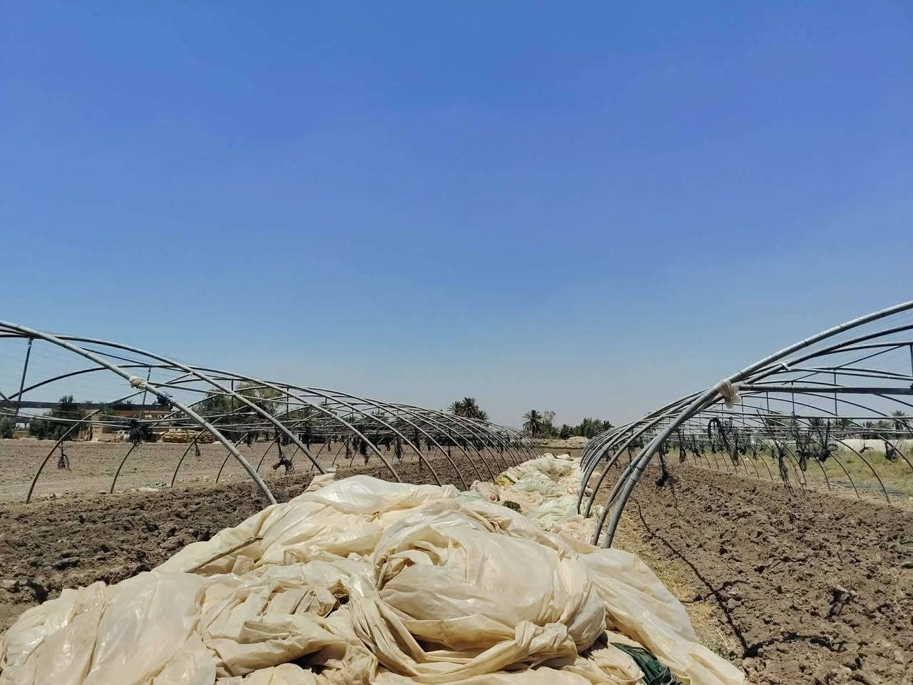 2 بيوت زجاجي اردني عبار ٢١ قوس لايلون نص عمر حديد نظيف كلش مع كامل ملحقات
سعرهن 5500 بابل جبله اي ستفسار على رقم ***********
