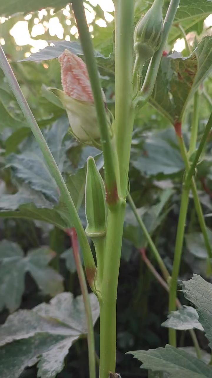 يتوفر بذور بانية حسيناوية (لهلوبة)درجة اولى
انتاج مبكر تحمل للاصابات
المكان كربلاء يتوفر التوصيل لجميع لمحافظات 
لاستفسار مراسلة الصفحة او الاتصال ***********
